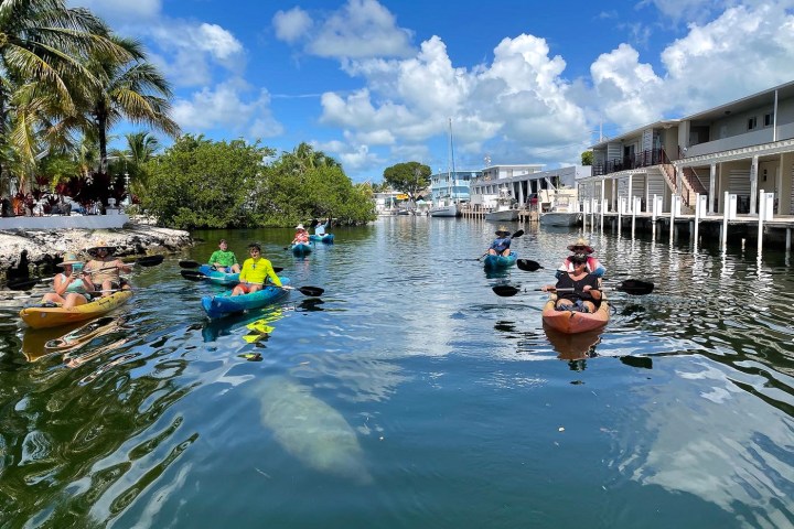 Kayakers looking at a manatee in the canal