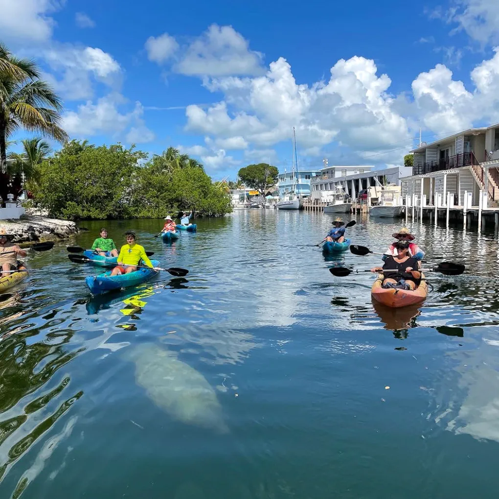 40DB91B6-D38B-499E-9D50-188F3EA58359 Kayakers looking at a manatee in the canal