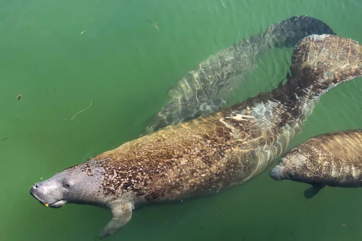 Manatees playing together behind PADDLE!