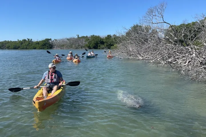 kayakers spotting manatee next to them